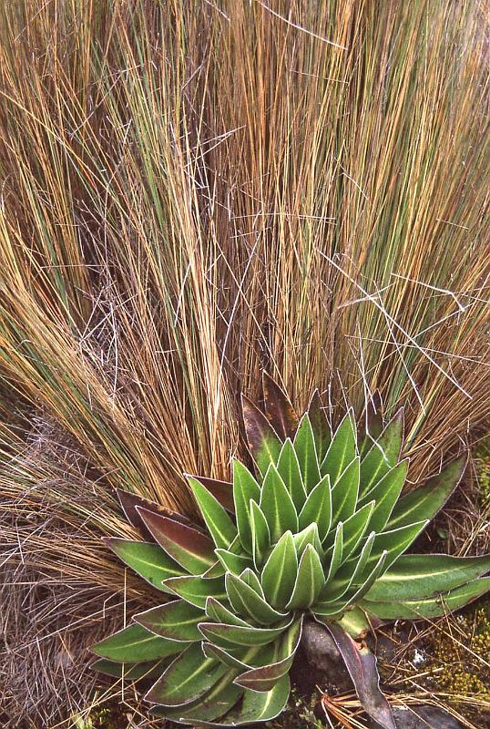 WT 1400 216-22 Kenya.jpg